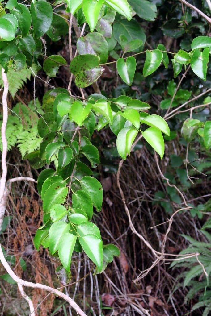 Jasmin 7