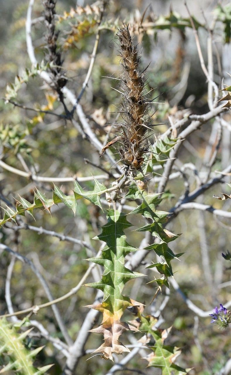 Acanthus 11