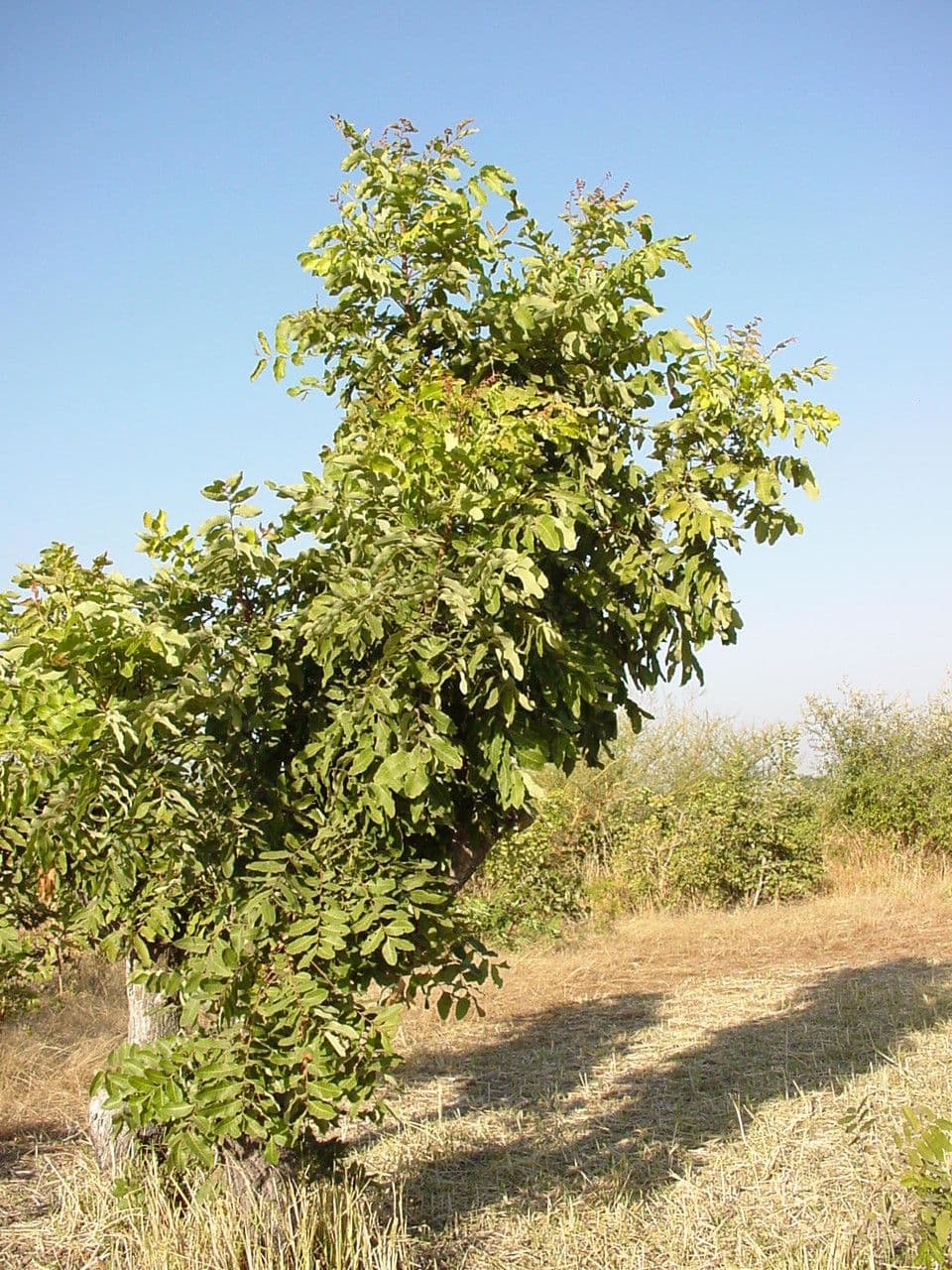 Pseudocedrela 5