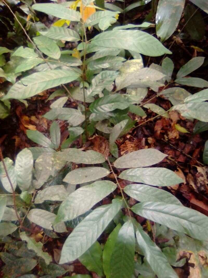 Sideroxylon sessiliflorum 3
