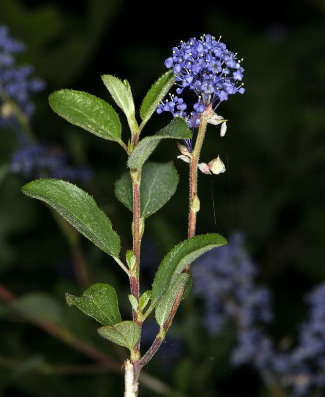 Lemmons Ceanothus 9