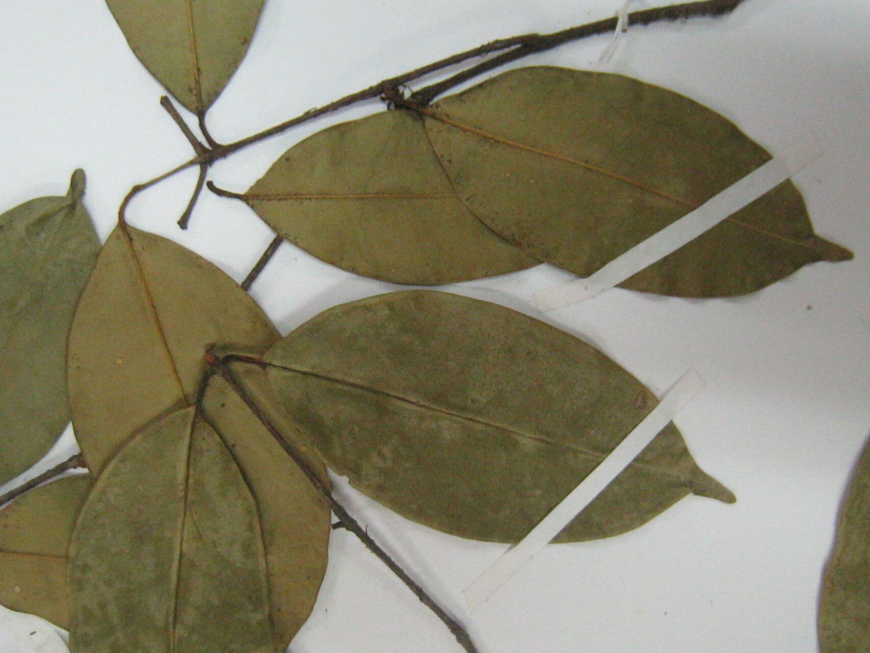 Eugenia 3