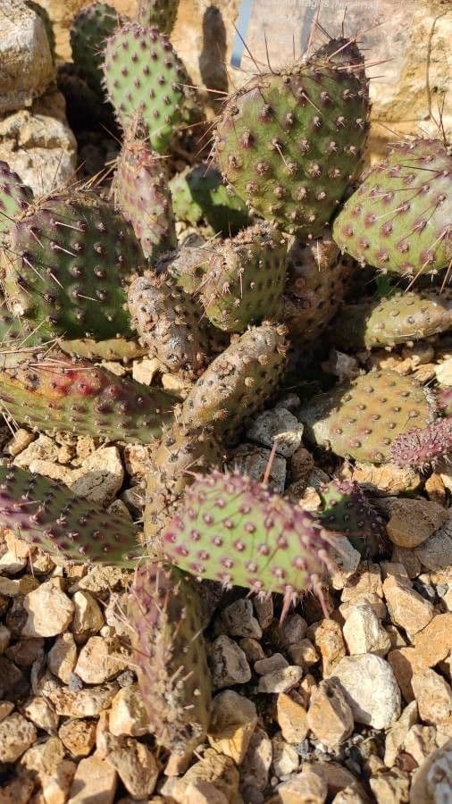 Nopal 8