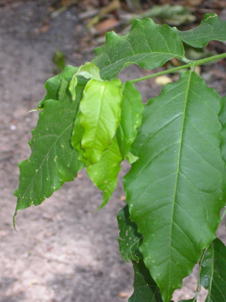 Bunchosia 5