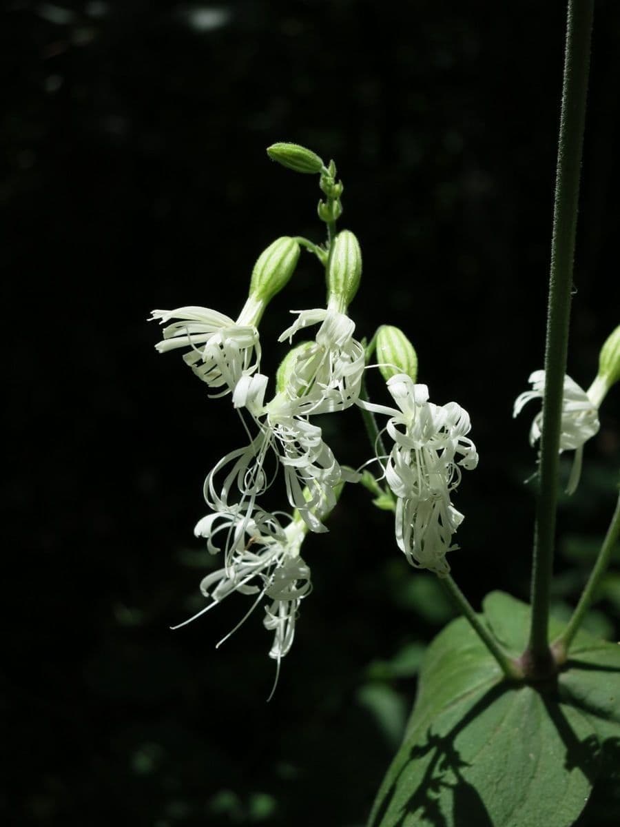 Silene ovata 2
