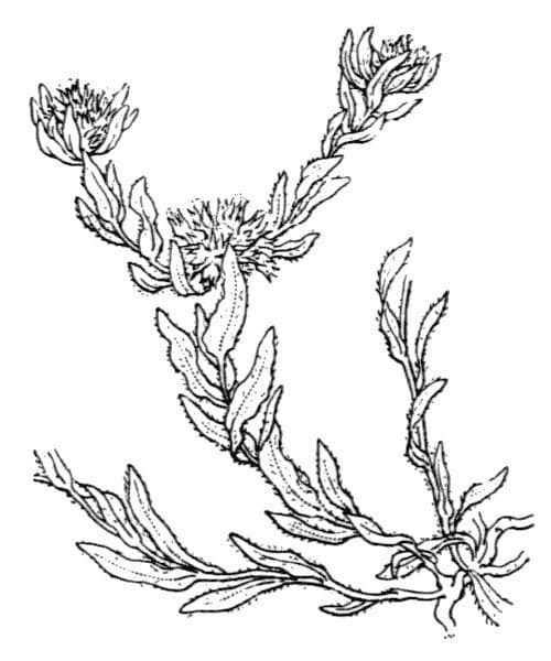 Bambagia spatolata 28