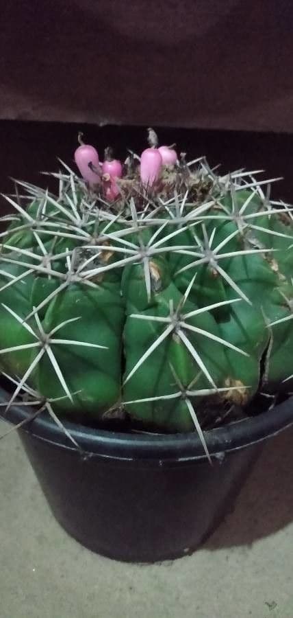 Melocactus nain 11