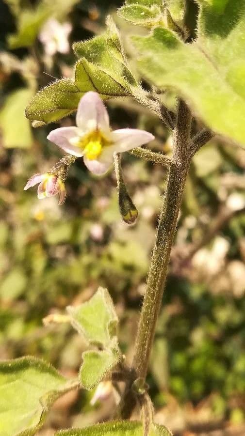 Solanum villosum 24
