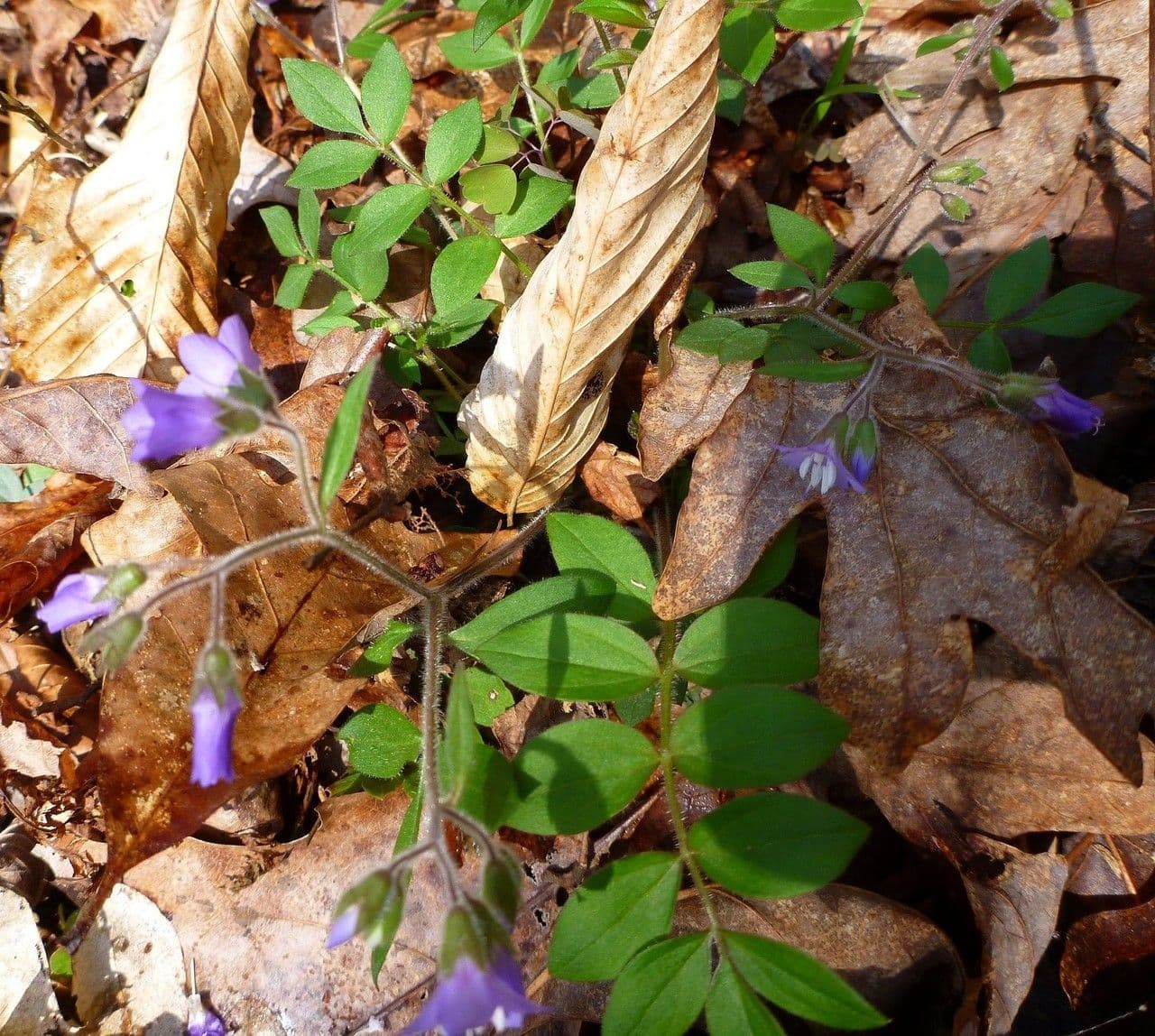 Polemonium reptans 19