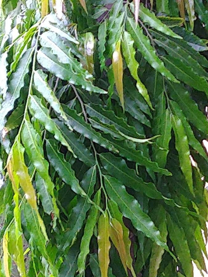 Saraca indica 16