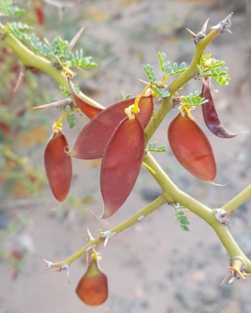 Parkinsonia praecox 2