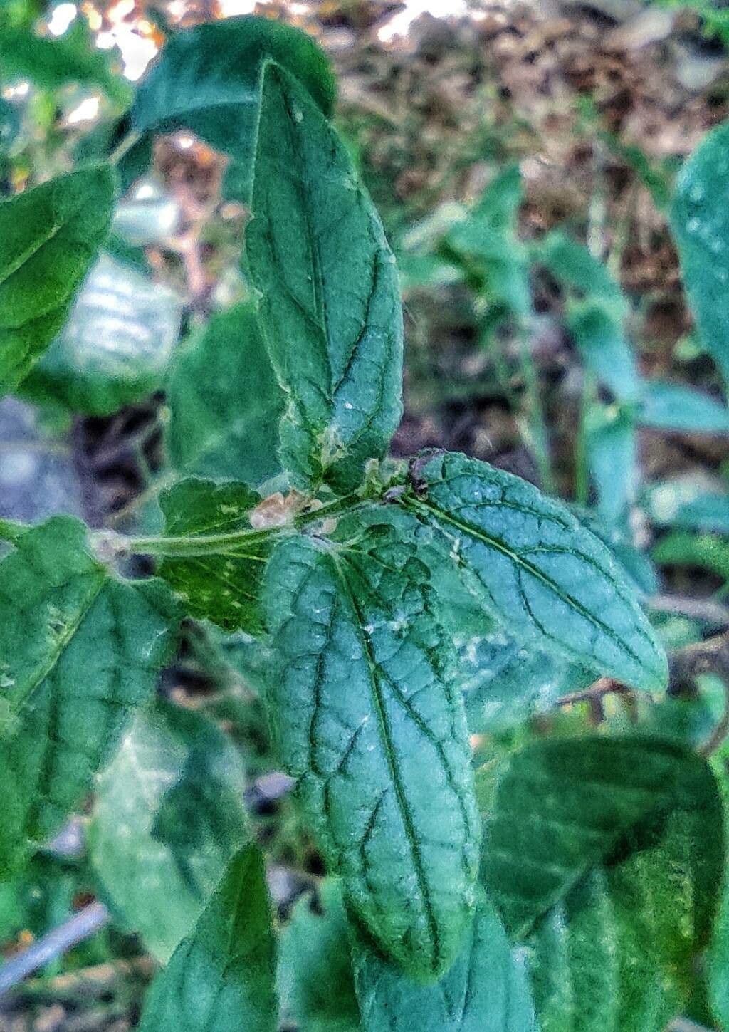 Scutellaria comune 28