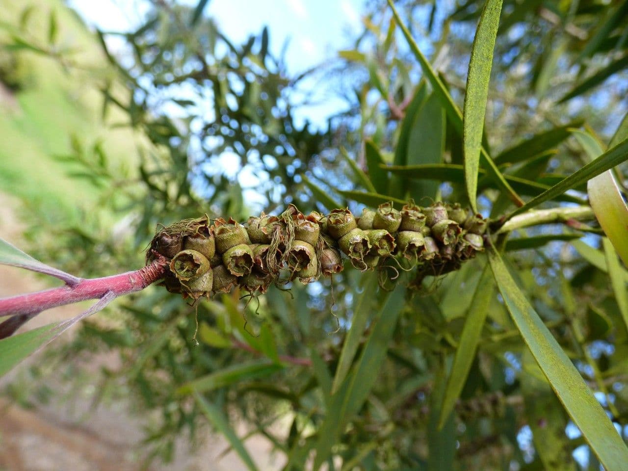 Fünfnerviger Teebaum 2