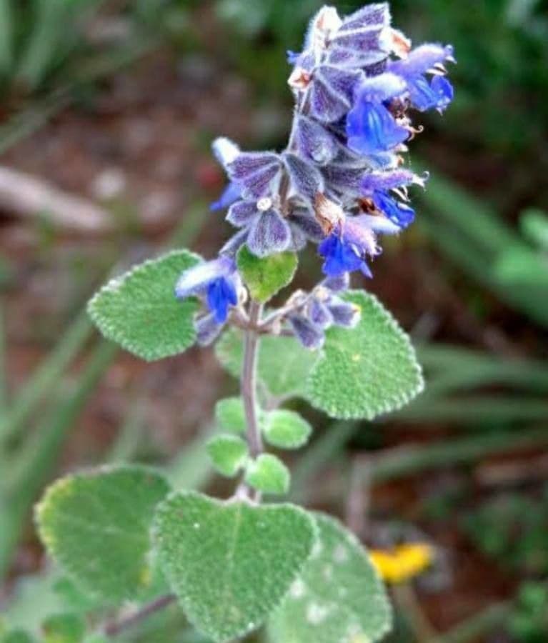 Salvia 3