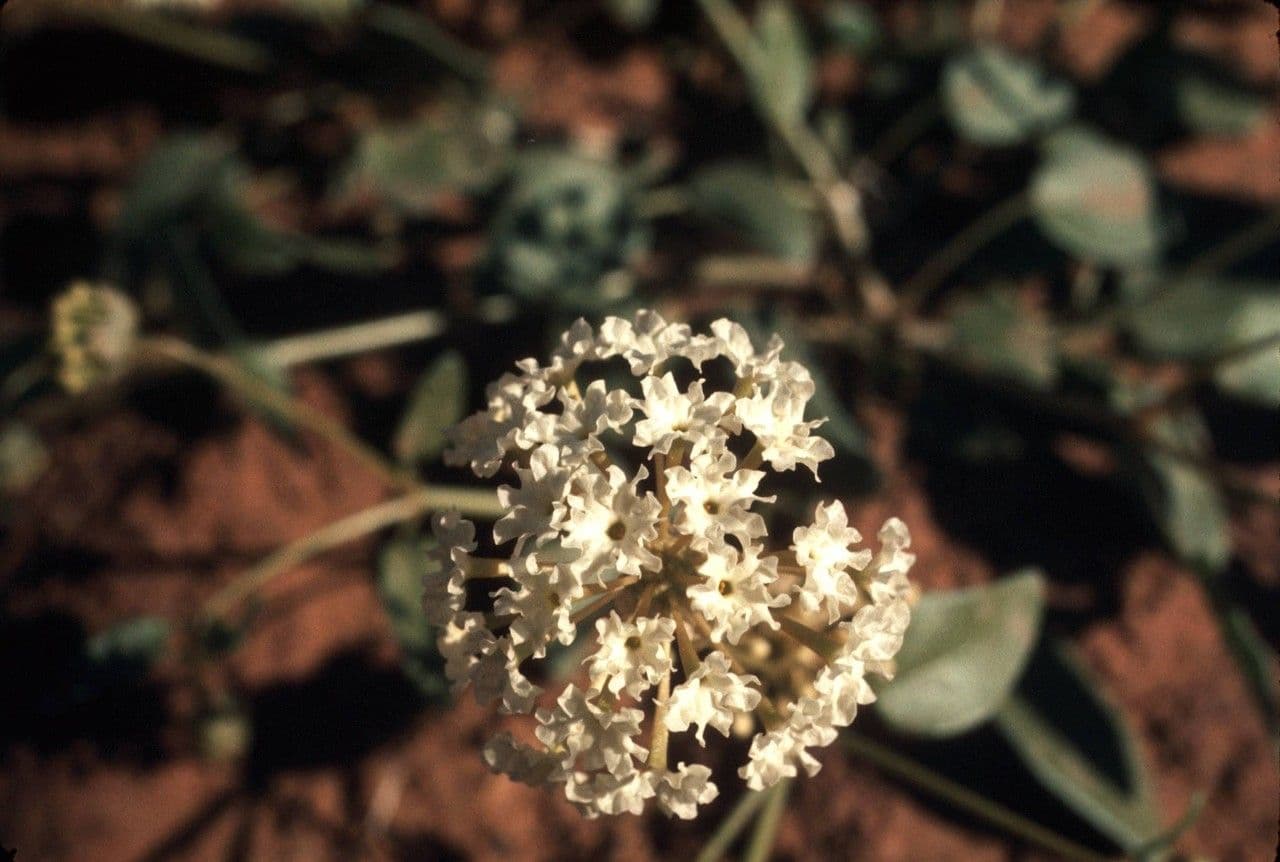 Abronia fragrante