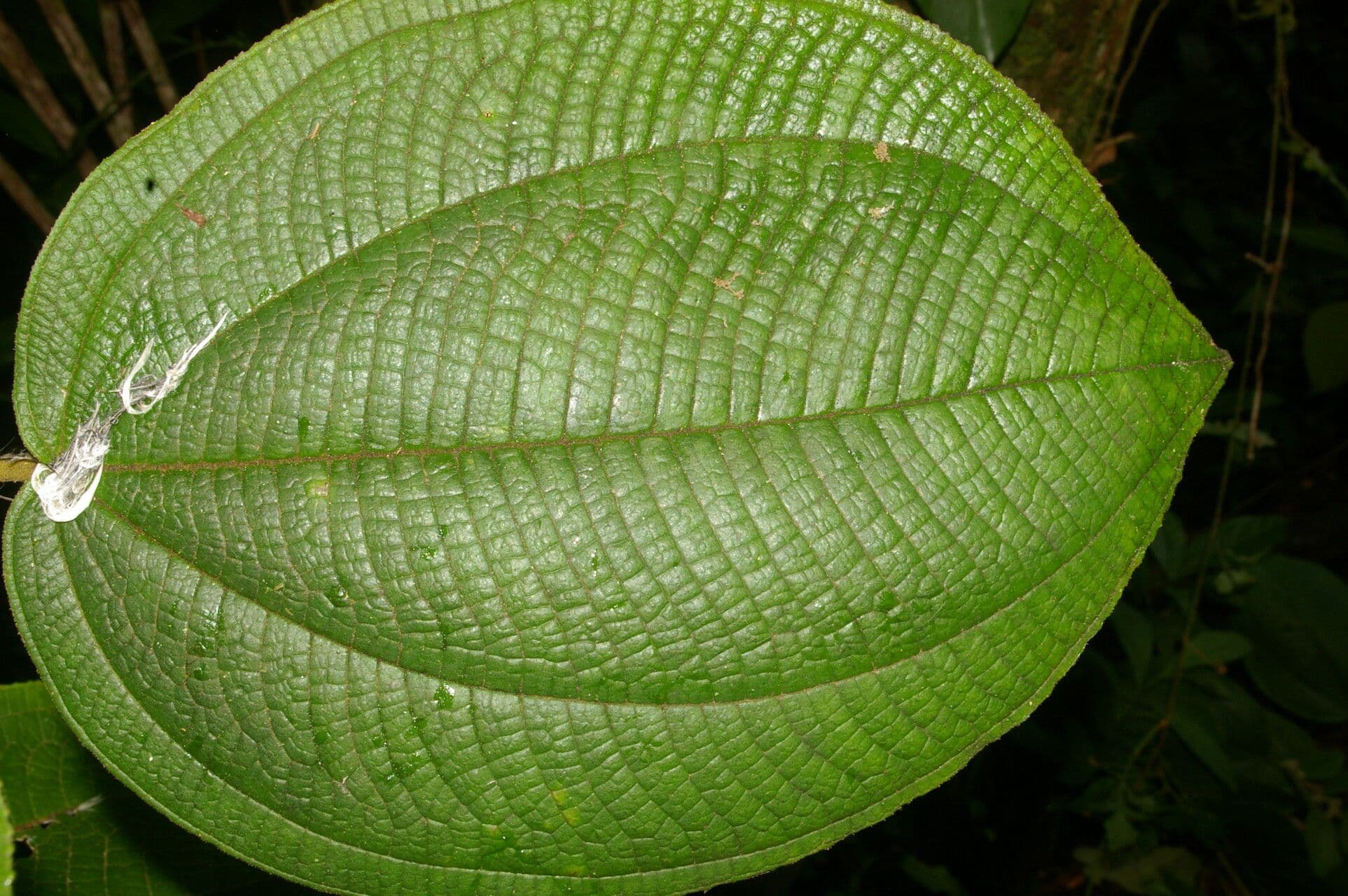 Conostegia micrantha 6