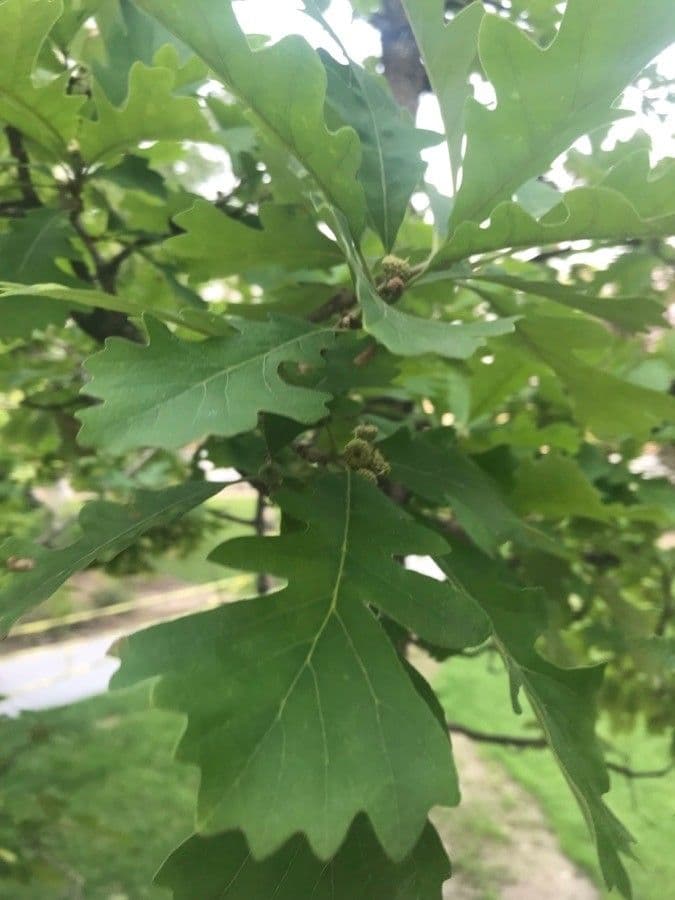 Apfel-Eiche 20