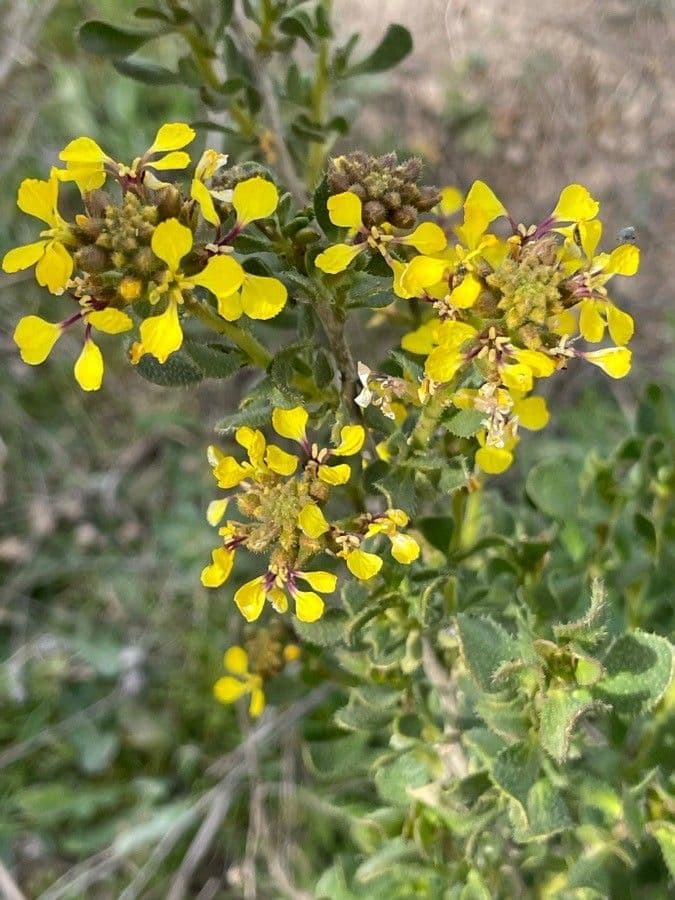 Falsa ginestra