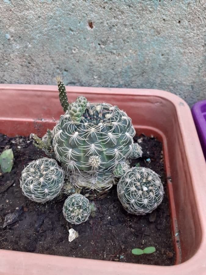 Gymnocalycium verde-rosso 11