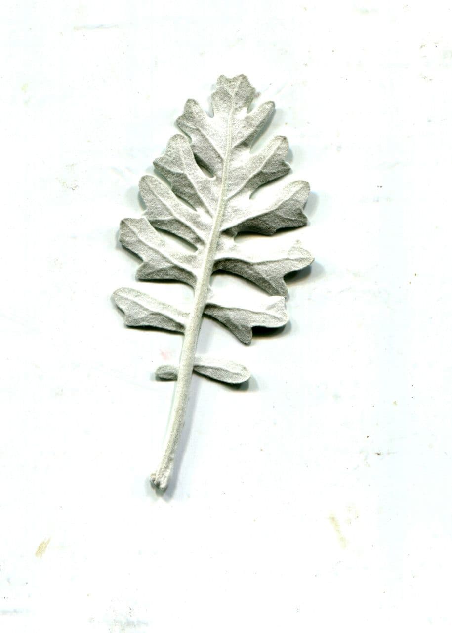 Cineraria 26