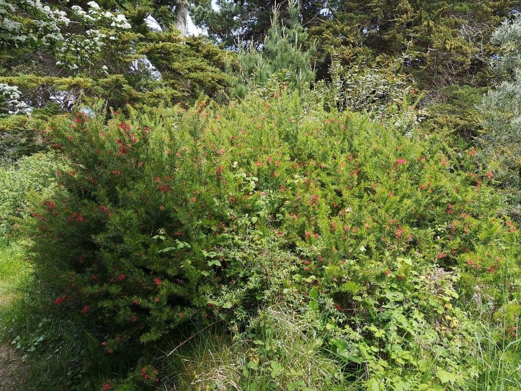 Rosmarinblättrige Grevillea 30
