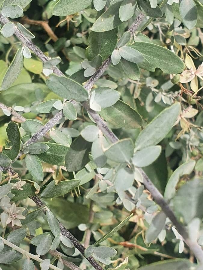 Cadaba farinosa 12