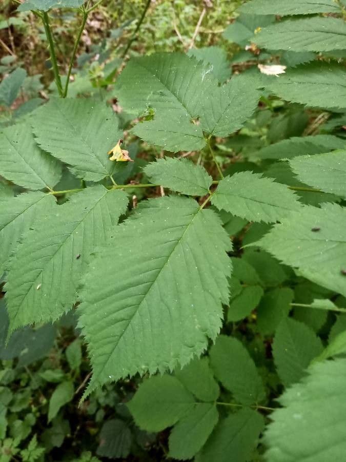 Wald-Geißbart 16