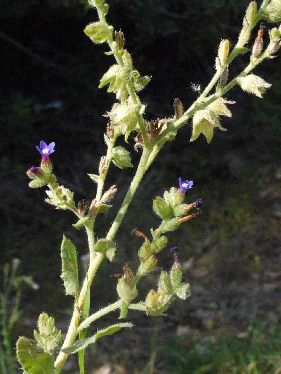 Buglossoide ondulata 26