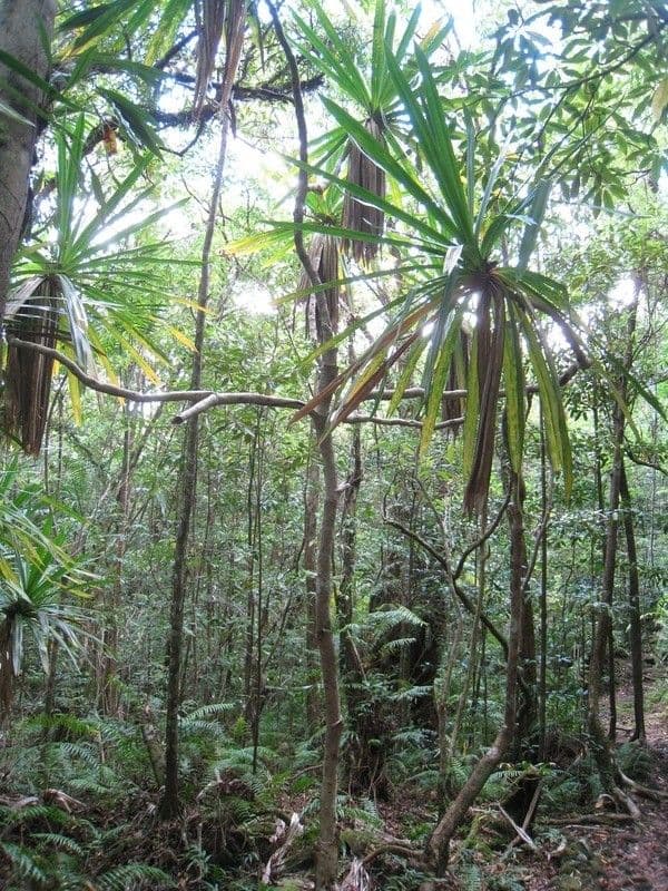 Pandanus pourpre 4