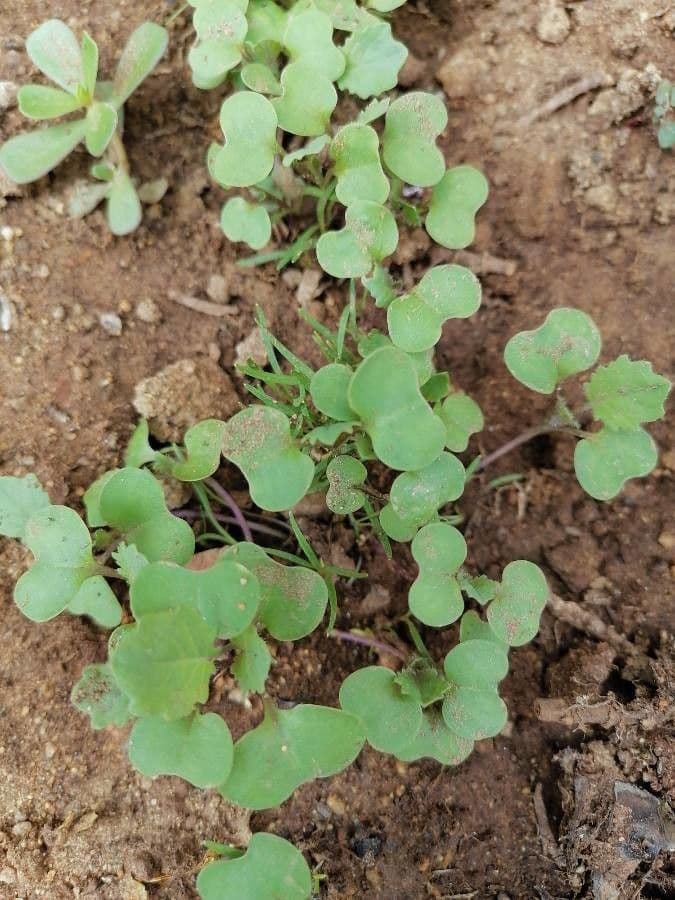 Dichondra a fiore piccolo 14