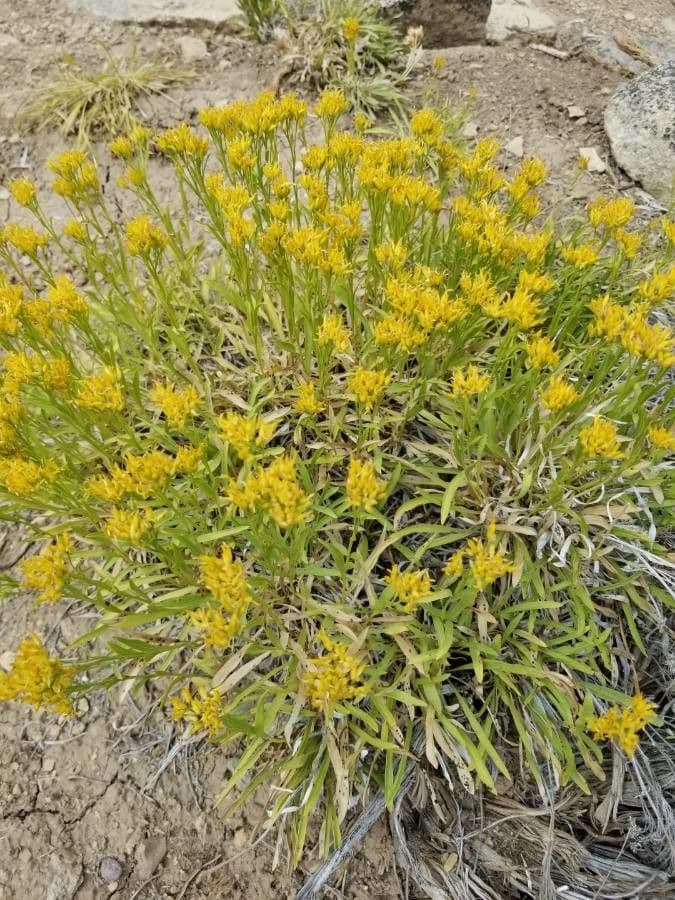 Felsen-Goldrute