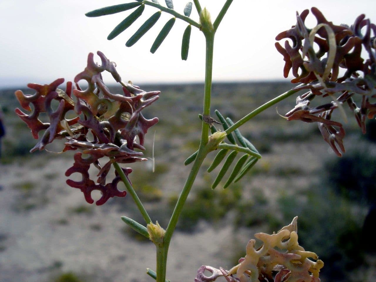 Hippocrepis areolata 3