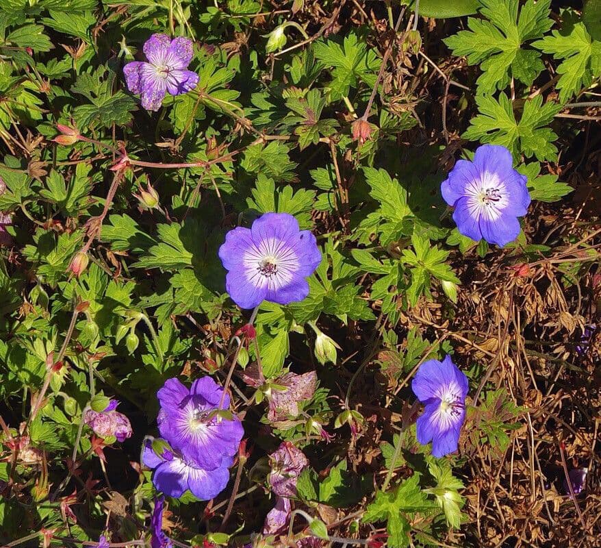 Géranium des prés 12