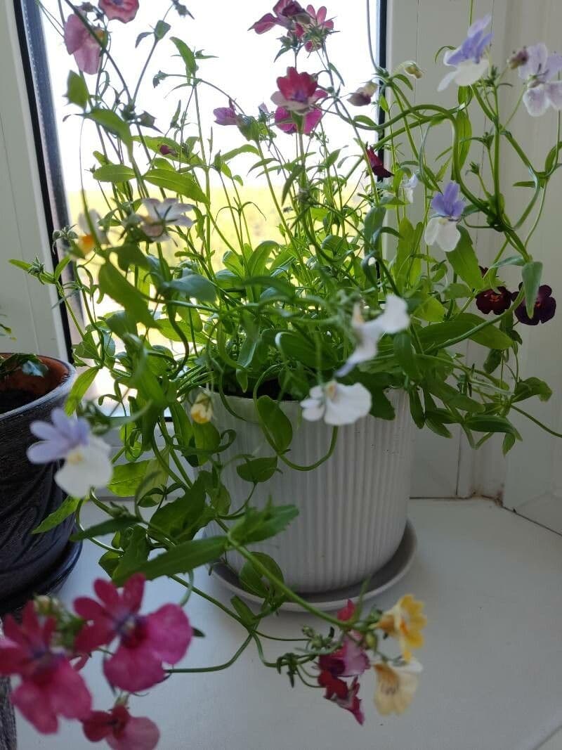 Nemesia 14