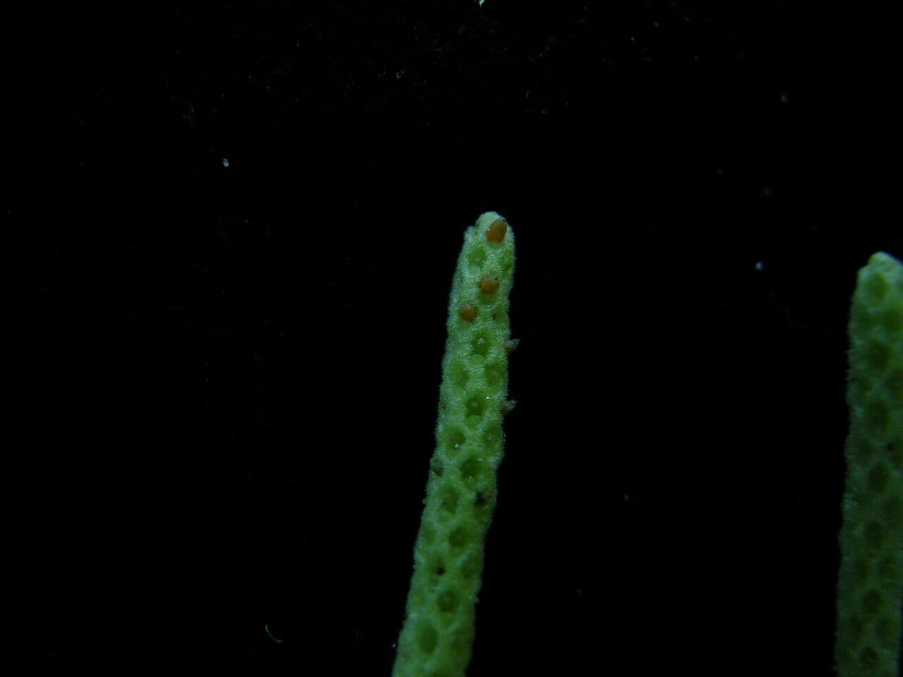 Peperomia 3