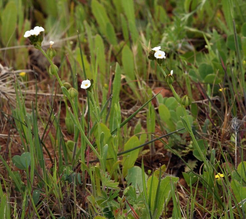 Plagiobothrys nothofulvus 14