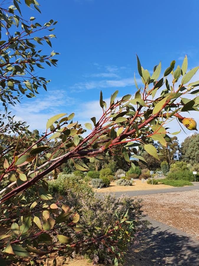 Eukalyptus 4
