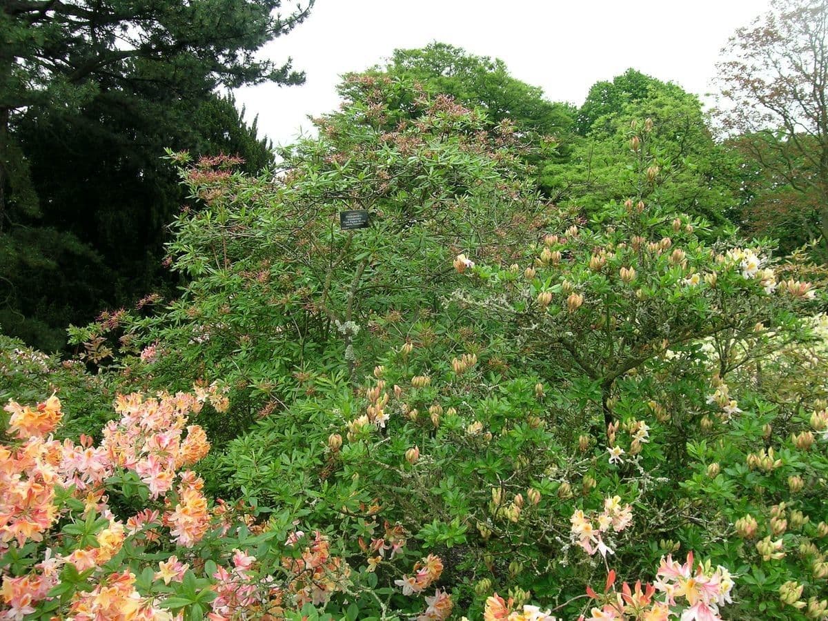 Azalea occidentale 8