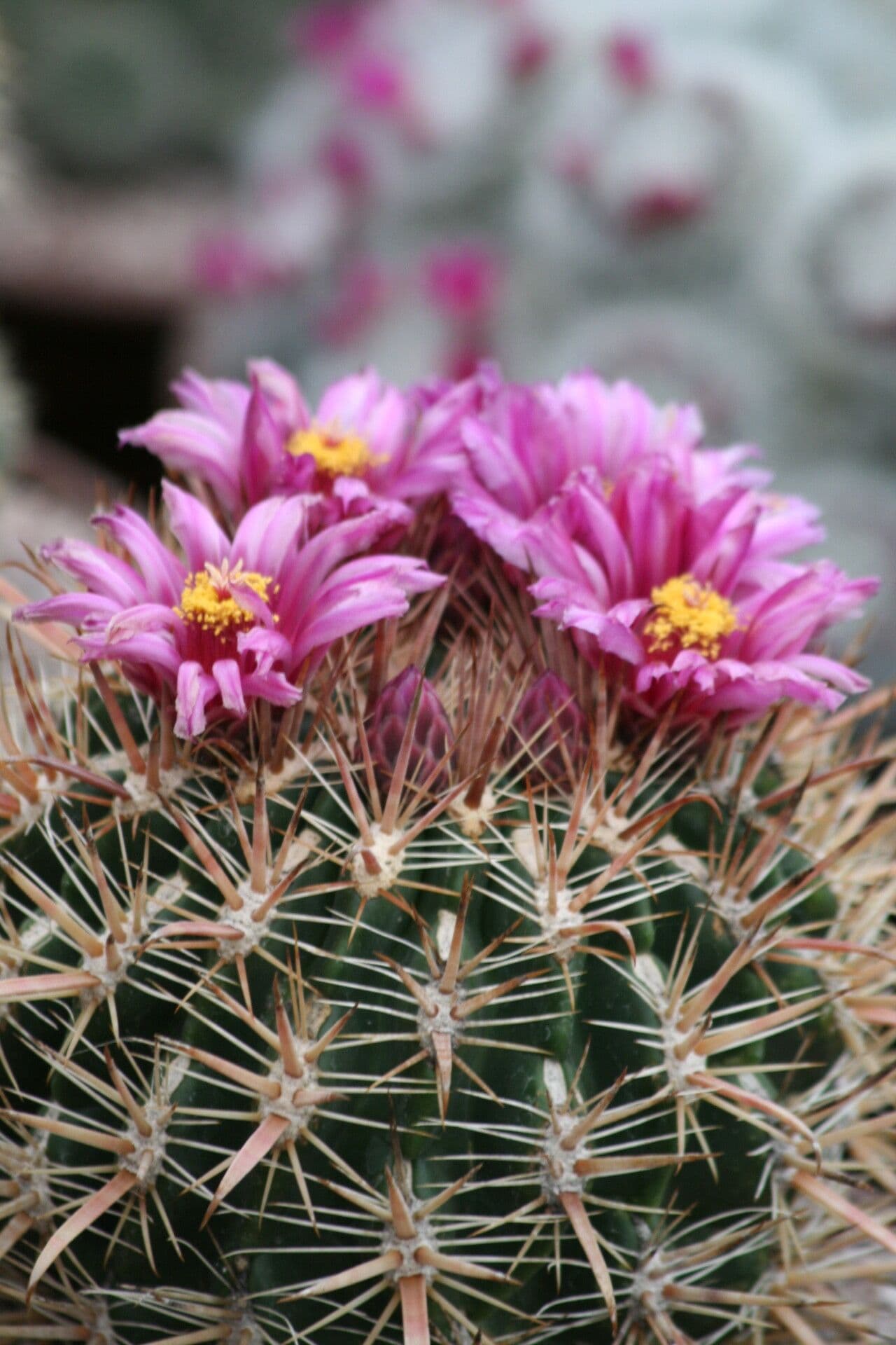 Ferocactus 2