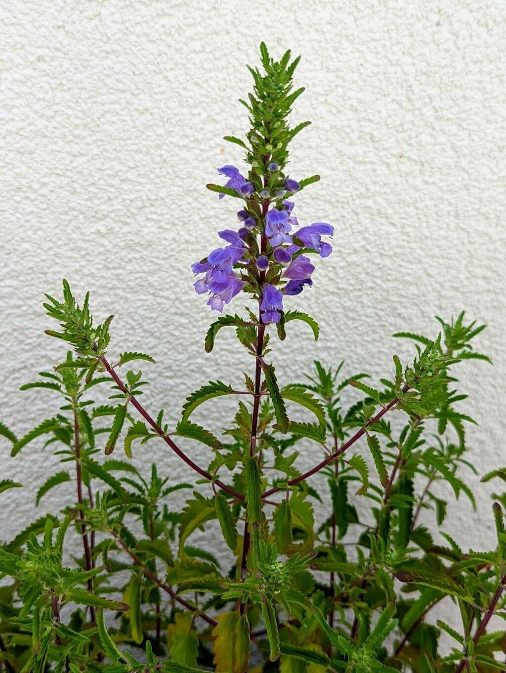 Dracocéphale de Moldavie 11