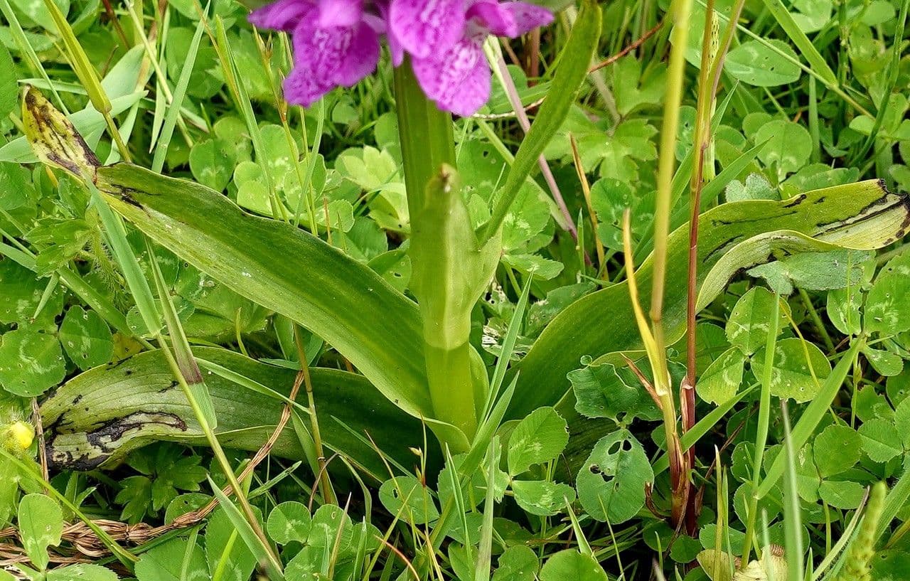 Orchis négligé 16