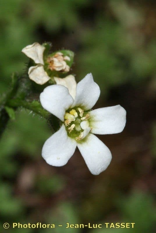 Steinbrech 2