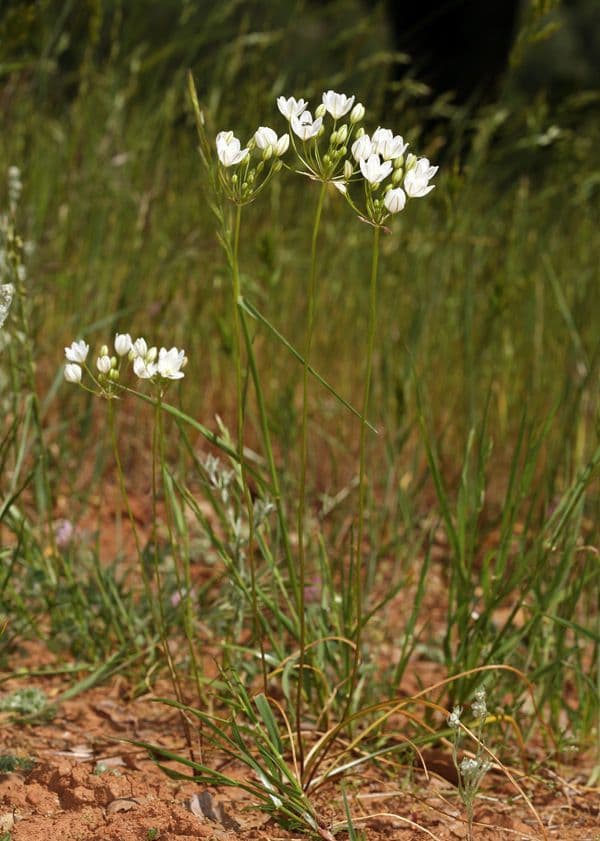 Triteleia giacinto 7
