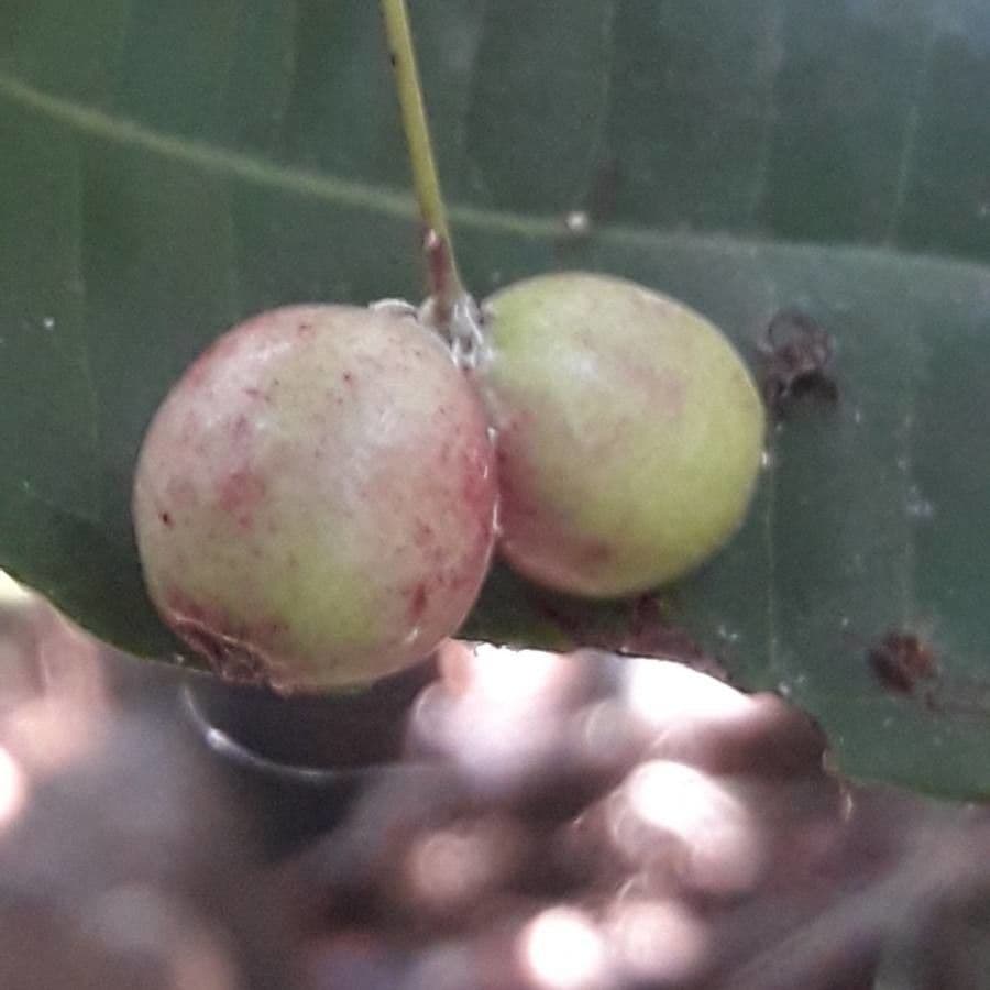 Syzygium 5