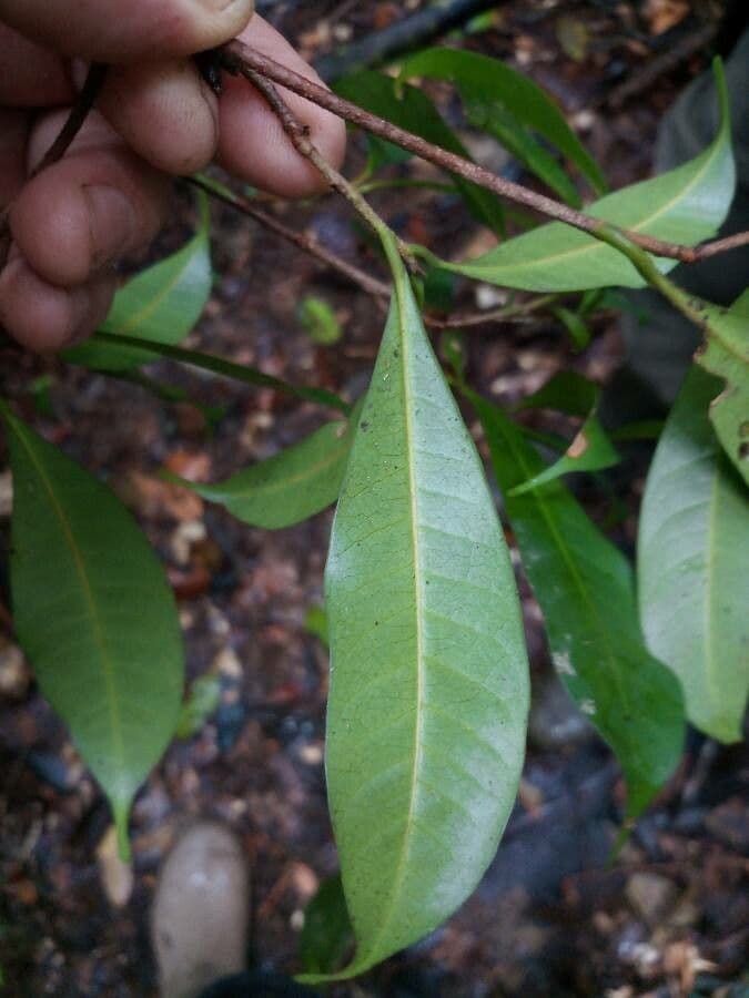 Pouteria 4