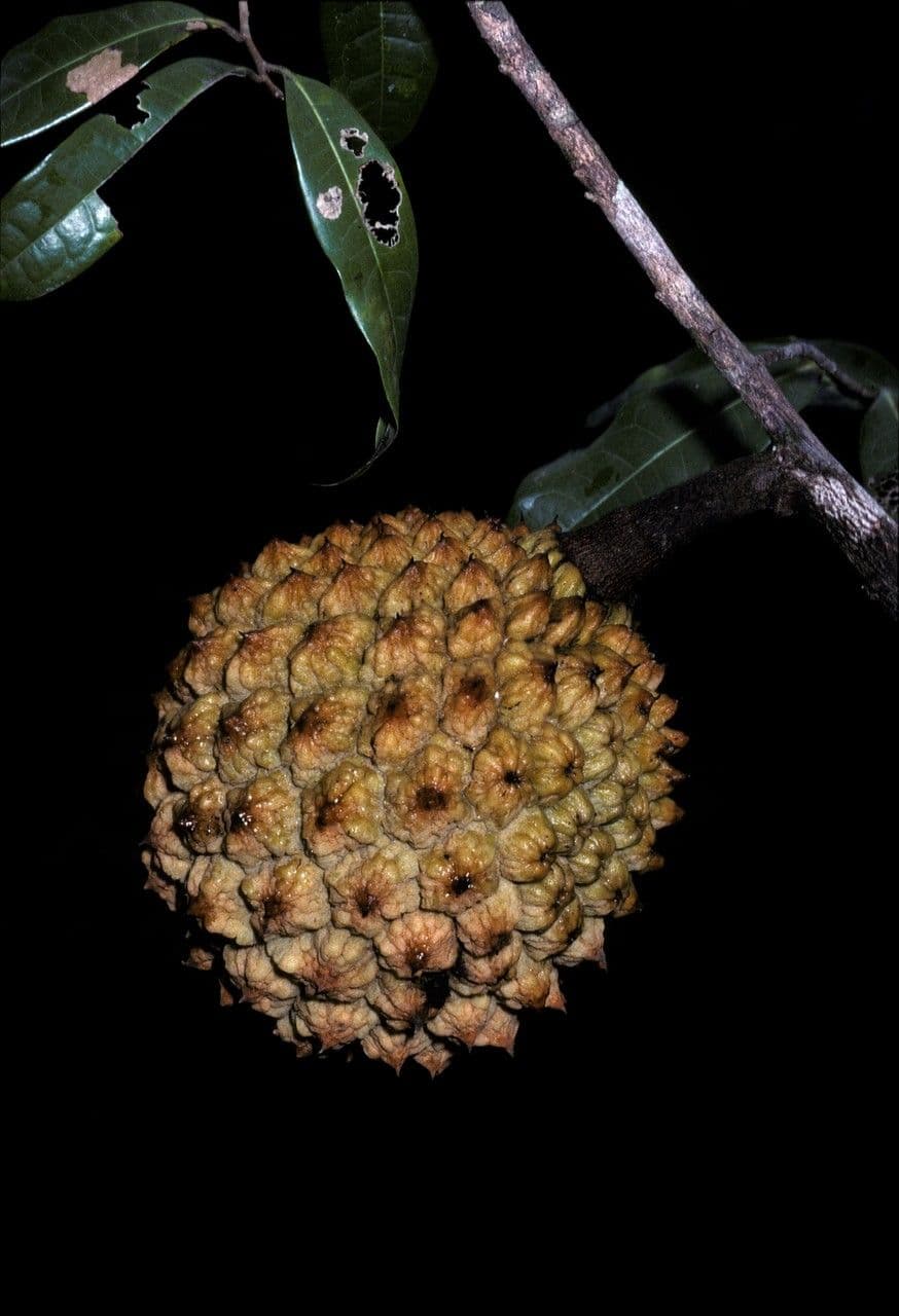 Duguetia 3