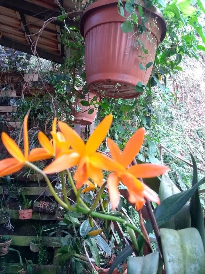 Scaphyglottis 2