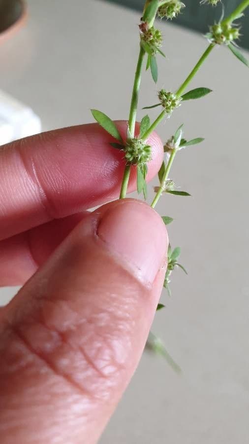 Spermacoce prostrata 6