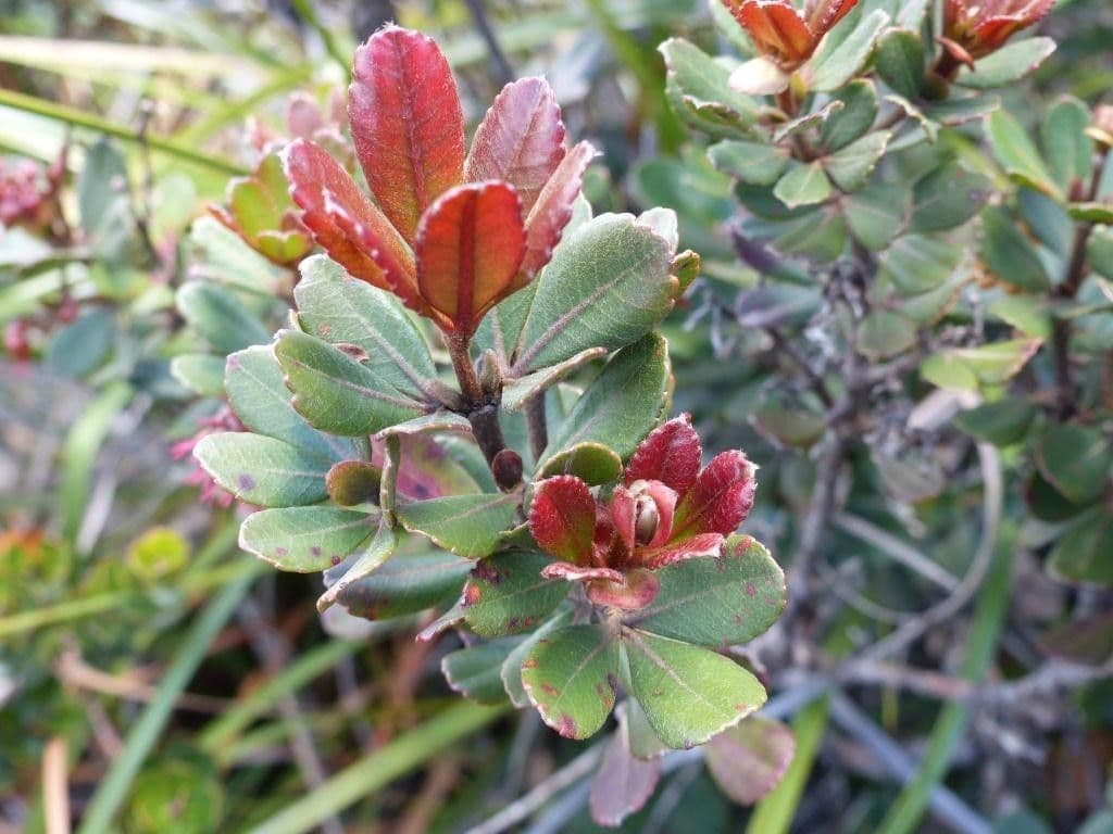 Cunonia 9