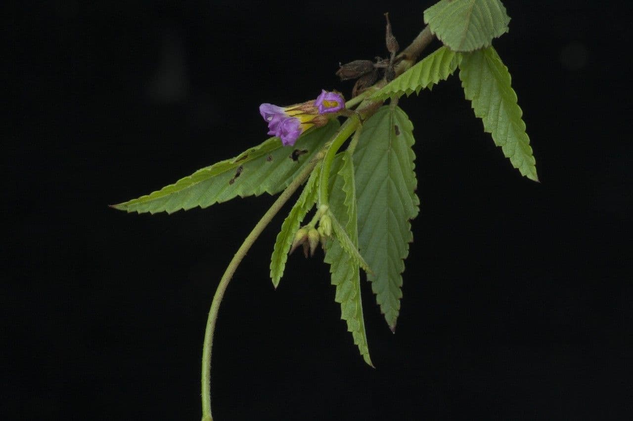 Pyramidenblume 11